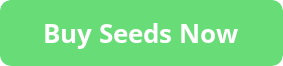 buy cannabis seeds