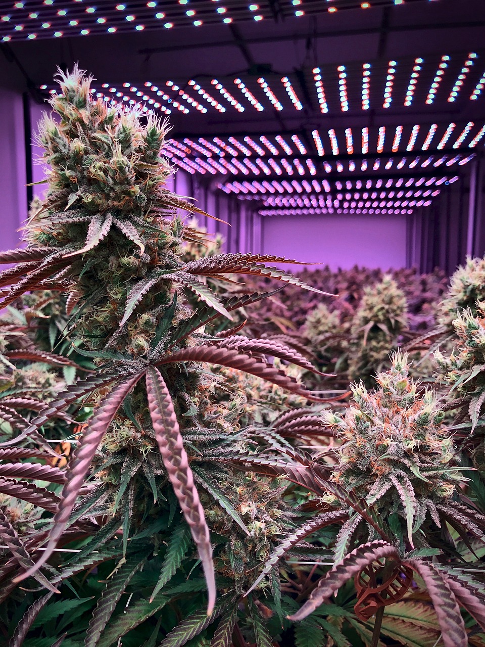 marijuana seeds for sale