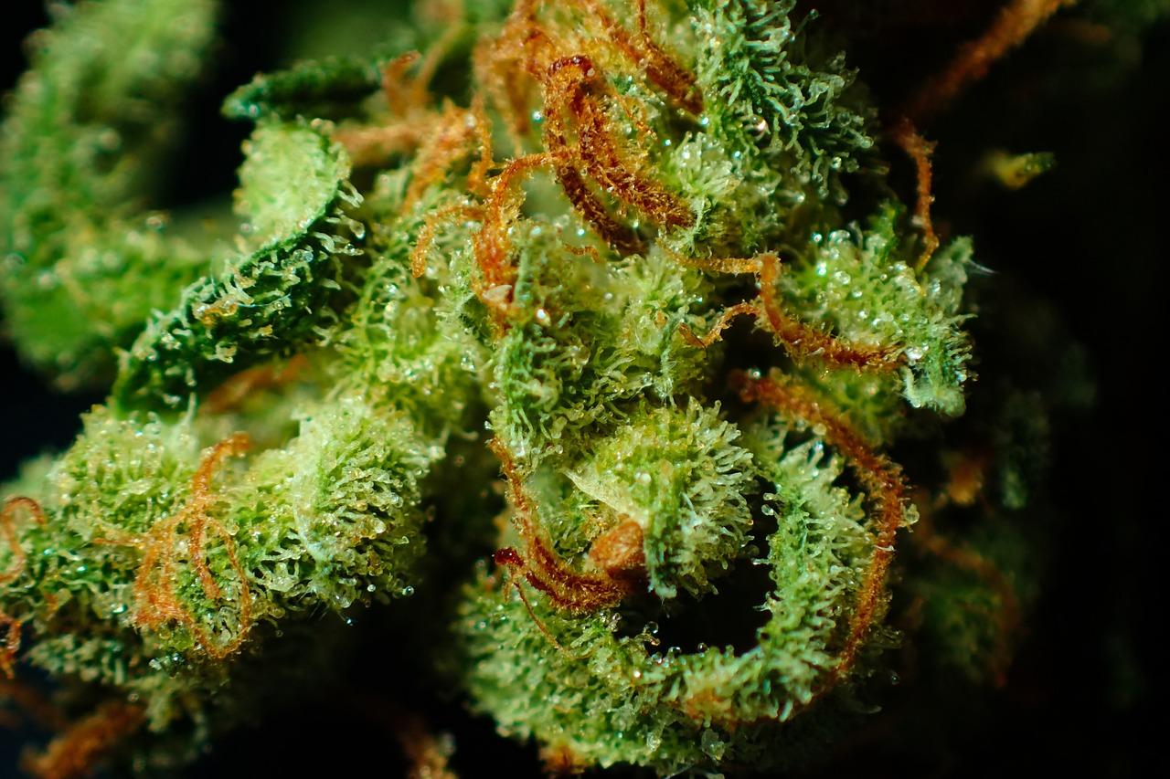 indica strains for Australia